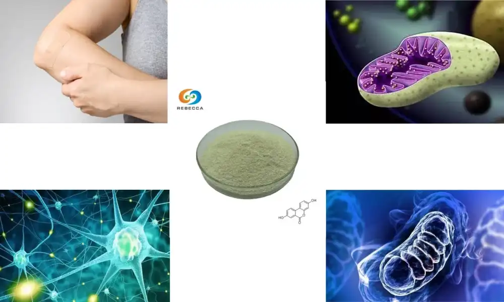 How does Urolithin A affect mitochondrial health and aging?